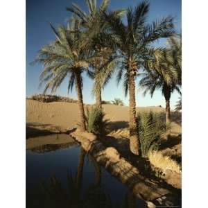 The Photographer Discovers an Oasis in the Middle of the Sahara Desert 