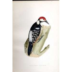  White Rumped Woodpecker Bree H/C 1875 Old Prints Birds 