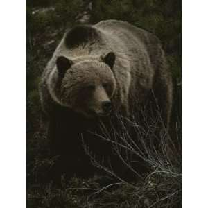 Close Frontal View of a Huge Grizzly (Ursus Arctos Horribilis) in a 