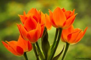 Orange Flowers