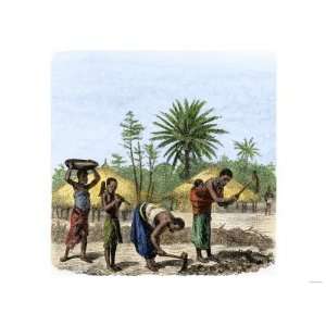 Women Planting Crops in Central Africa, 1860s Premium Poster Print 