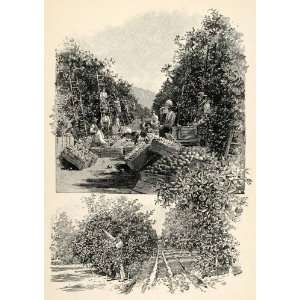  1902 Wood Engraving Orange Grove Packing Naval Irrigation 