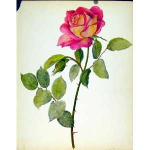 Beautiful Roses By J Kaplicka Old Print Contrast Flower 