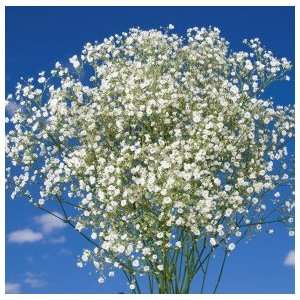 Million Star Gypsophila 12 Bunches  Grocery & Gourmet Food