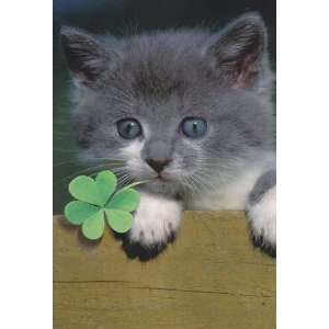  Greeting Cards   St Patricks Day   Kitten   Three leaf 