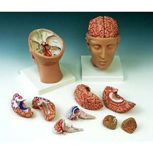   Brain with Arteries on Base of Head 3D Model#AW C25 