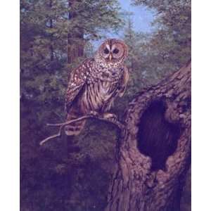   Gromme   Evening Stillness   Barred Owl Artists Proof