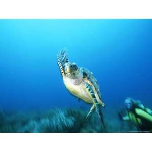 An Endangered Hawksbill Turtle Swims Away from a Diver Photographic 