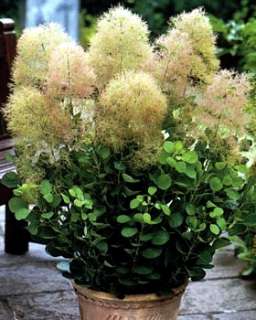Young Lady Smokebush   Cotinus  Outdoor shrub or Bonsai  