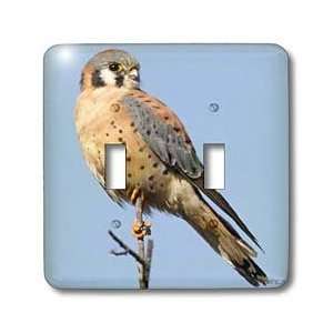 VWPics Birds   American Kestrel .(Falco sparverius).Back Bay Reserve 