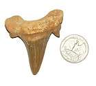 Large 40 Million Year Old FOSSIL SHARK TOOTH (TN9423)  