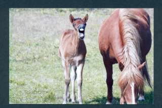 G0143 4x6 Postcard Chetsnut Mare and Yawning Foal  