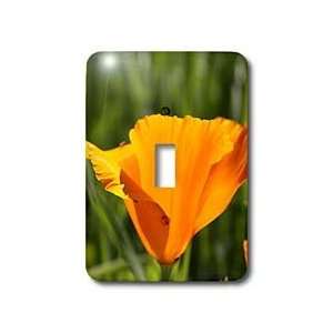 Patricia Sanders Flowers   Summer Orange Poppy   Light Switch Covers 