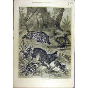  1881 Attack Jungle Leopard Boar Wild Animal Sport Print 