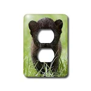 Wild animals   Black panther Cub   Light Switch Covers   2 plug outlet 