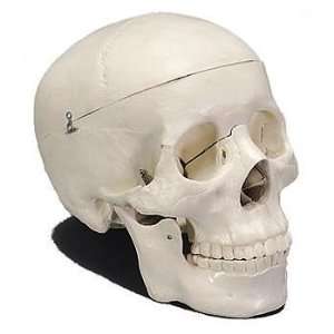 Human Skull, Plastic