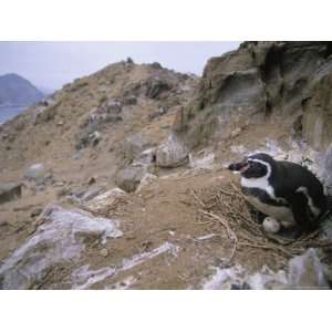  A Humboldt, or Peruvian, Penguin on Her Nest on a Rocky 