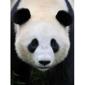  Head Portrait of a Giant Panda Bifengxia Giant Panda 