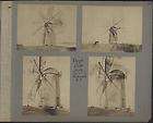 Windmill Images Boyd Bros. Mill Portsmouth RI c.1875 antique 