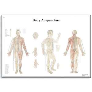   Body Acupuncture Anatomical Chart, Poster Size 20 Width x 26 Height