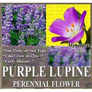 80 WILD Perennial LUPINE Flower Seeds Lupinus perennis Sweet pea like 