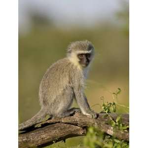  Vervet Monkey, Addo Elephant National Park, South Africa 