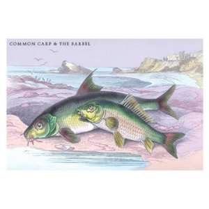  Common Carp and the Barbel 24x36 Giclee
