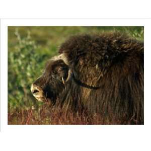   Ox Bull Giclee Poster Print by Charles Glover, 24x18