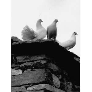  White Doves Belonging to French Publisher Robert Morel 
