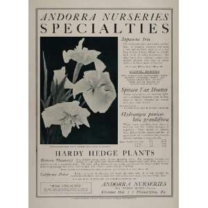   White Japanese Iris Flowers   Original Print Ad