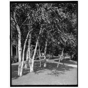 Charlevoix,Mich.,silver birches at the Inn 
