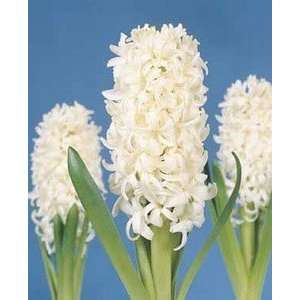  Hyacinth White Pearl 17 18 cm. 50 pack Patio, Lawn 