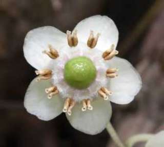 Spotted Wintergreen200 Seeds  