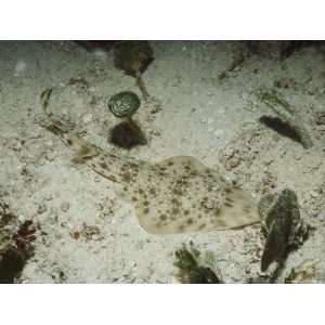  A Well Camouflaged Guitarfish on the Sea Floor off of 