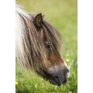  Shetland Pony at Gott Farm by Holger Leue, 48x72