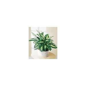 FTD Spathiphyllum and Dieffenbachia Grocery & Gourmet Food