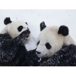  Pandas at the National Zoo in Washington, DC Stretched 