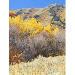 Forest in Autumn, Wellsville Mountains, Wasatch Cache National Forest 