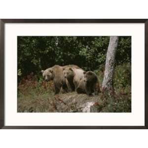 com An Alaskan brown bear and her cubs at the edge of a wood Animals 