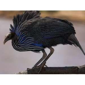  Vulturine Guineafowl in Samburu National Reserve 