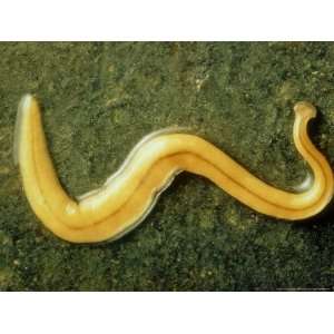  Land Planarian, Exotic Introduced from East Indies 