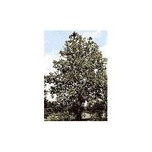  Tree, American Sycamore, Hefty 4 5 foot (Grown and 