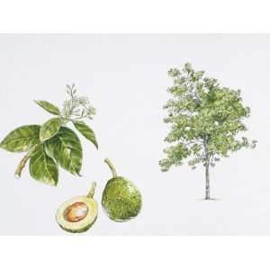 Avocado (Persea Americana) Plant with Flower, Leaf and 