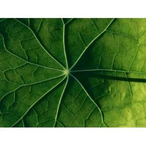  Close up of Tropaeolum Majus (Nasturtium) Leaf Showing 