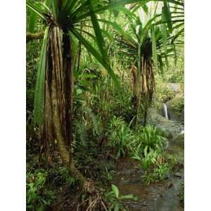  and Palms in the Colo I Suva Rain Forest on the Island of Viti Levu 