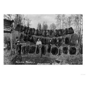 Anchorage, Alaska   View of Beaver Pelts and Trappers Giclee Poster 