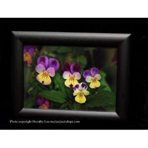  Violets framed fine art photograph by Dorothy Lee flower 