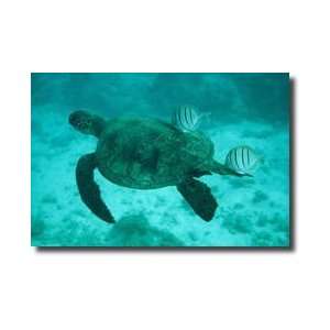 Pacific Green Sea Turtle French Frigate Shoals Leeward Islands Hawaii 