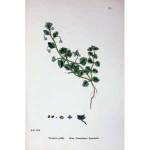   Botany Plants C1902 Grey Procumbent Speedwell Veronica