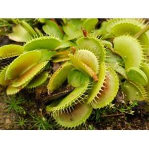  Cultivated Venus Fly Trap, Providence, Rhode Island 